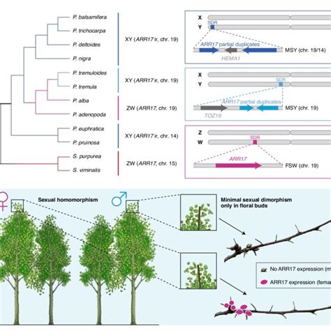 Pdf Plant Sex Chromosomes Defy Evolutionary Models Of Expanding