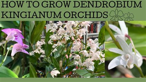 How To Grow Australian Dendrobium Kingianum Orchids Youtube