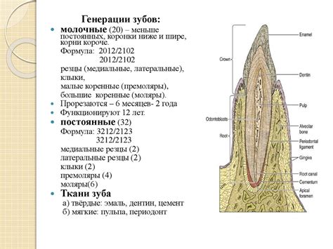 Анатомия и физиология полости рта. Анатомия зубов, гистология твердых ...