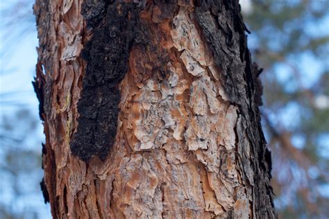 Fotos Gratis Rbol Naturaleza Rama Madera Hoja El Maletero