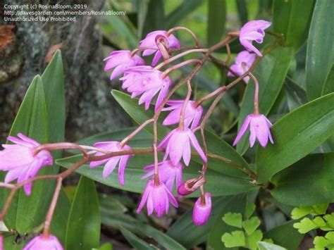 PlantFiles Pictures Species Orchid Natural Hybrid Orchid Pink Rock