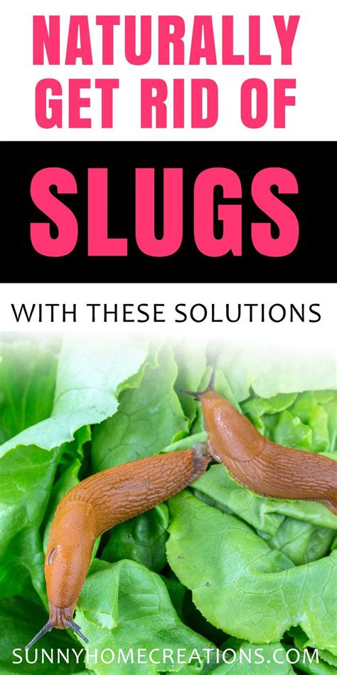 Get Rid Of Slugs Naturally Getting Rid Of Slugs Slugs In Garden Garden Pests