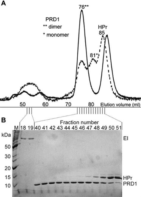 Size Exclusion Chromatography Elution Profiles Of PRD1 Before And After