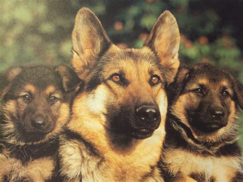 German Shepherd Wallpapers Wallpaper Cave