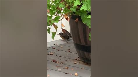 Baby Robins Finally Leaving The Nest Youtube