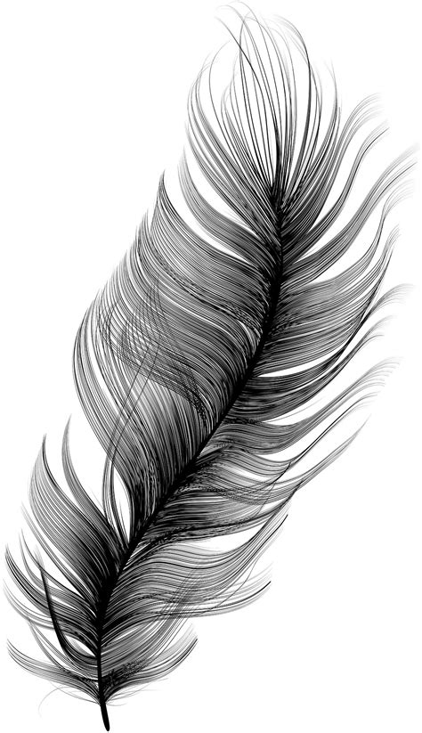 Vector Feather :: Behance