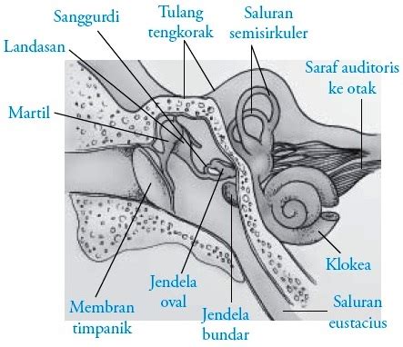 Fungsi Telinga Manusia Struktur Anatomi Bagian Cara Kerja