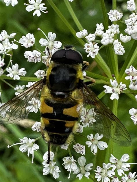 Totenkopfschwebfliege Myathropa Florea Totenkopfschwebfl Flickr