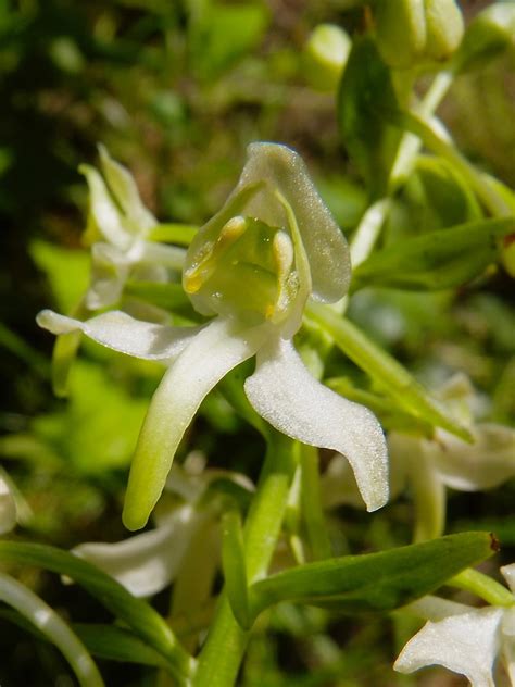 Orchis Blanc Platanthera Bifolia Orchis Blanc Platanthe Flickr