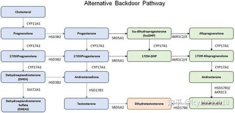 类固醇激素的合成与作用机制 知乎