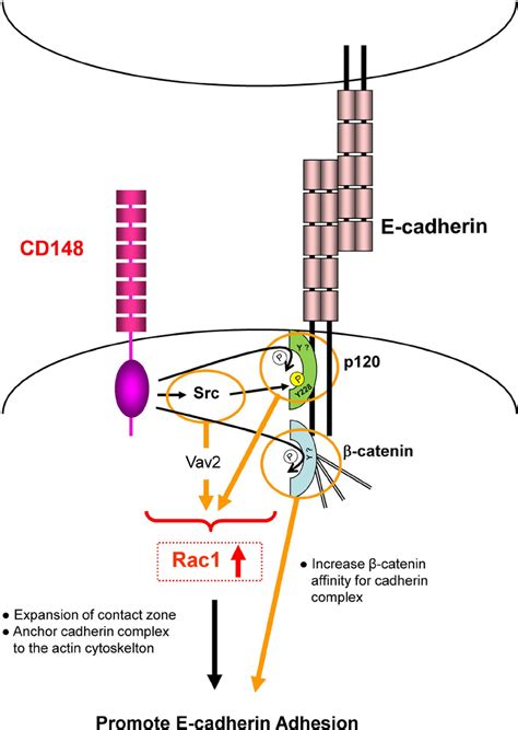 A Hypothetical Model Depicting Cd Regulation Of E Cadherin Cell Cell