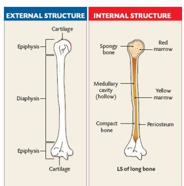 Long Bone Labeling These labeling bones last over long periods and come in dry forms that you ...