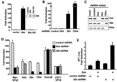 Function Of Dbt And Dsh During Catenin And JNK Planar Cell Polarity