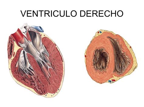 Cardiocirculatorio Ppt