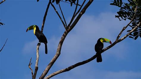 Toucan Brown Back Toucan Rainforest Costa Rica Yellow Brown