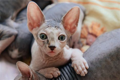 Descubre A La Raza Del Gato Egipcio Mascotas Sanas Divertidas