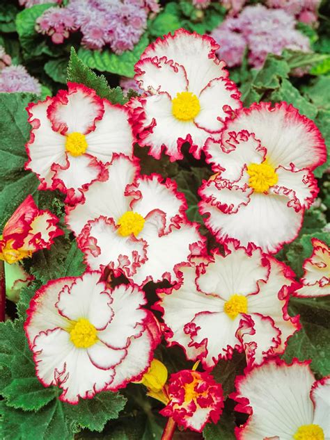 Begonia Begonia Crispa Marginata Biało Czerwona 1 szt Sklep