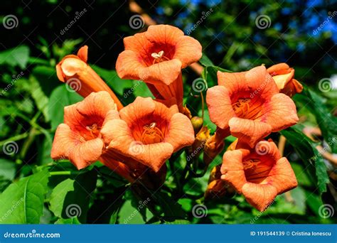 Many Vivid Orange Red Flowers And Green Leaves Of Campsis Radicans