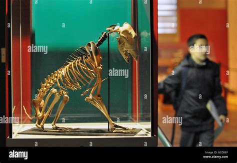 Dog skeleton hi-res stock photography and images - Alamy