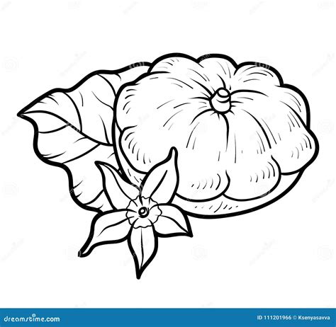 Butternut Squash Coloring Page Sketch Coloring Page