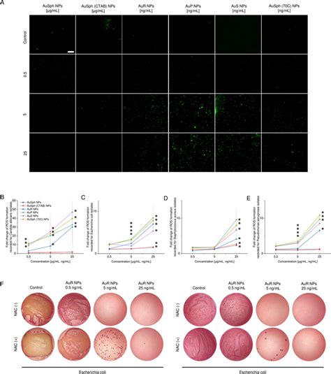 Generation Of Reactive Oxygen Species Ros In Fungi And Bacteria