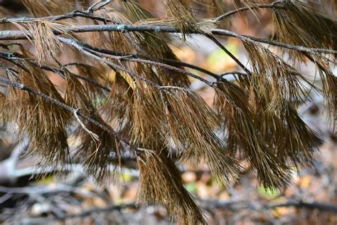 Bildet Tre Natur Skog Gren Vinter Fugl Anlegg Bakke Sollys