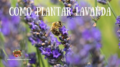 Como Plantar Lavanda Em Vaso YouTube