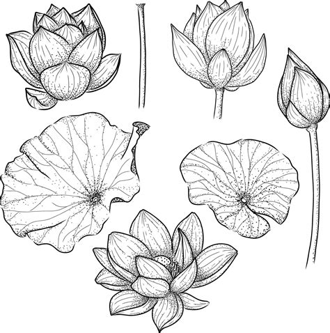 Vector Set Hand Draw Lotus Flower 6076716 Vector Art At Vecteezy