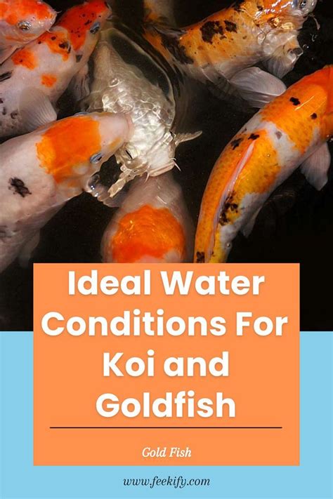 Ideal Water Conditions For Koi And Goldfish Goldfish Tank Fish Care