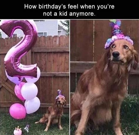 Dog With Party Hat Suspicious Of Party Decorations | Happy Birthday Memes | Know Your Meme