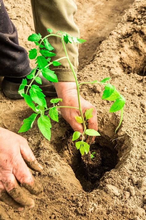 Farmer S Hands Planting A Tomato Seedling In The Vegetable Garden Stock