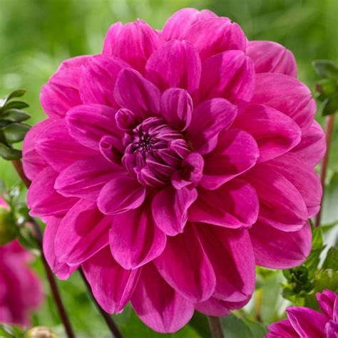 Dahlia 'Cantiflora' in the Dahlias Database - Garden.org