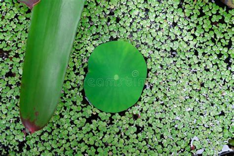 Pistia Water Cabbage And Water Is Aquatic Plant Stock Photo Image Of