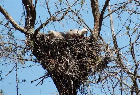 Do Hawks Build Nests What Does It Look Like