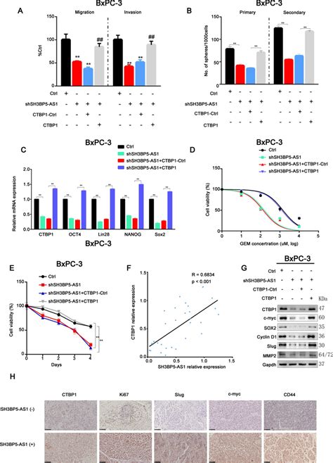 Sh Bp As Contributes To Ctbp Expression And Increases Tumor