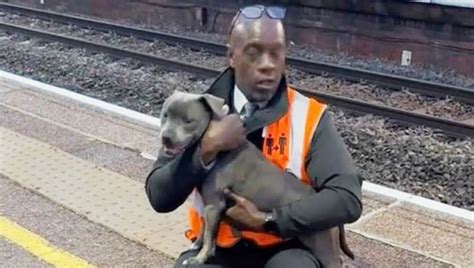 Un Cane Si Ritrova Sui Binari Del Treno Salvato Da Un Lavoratore Della