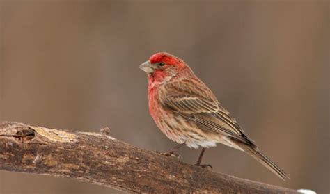 Red Capped Sparrow