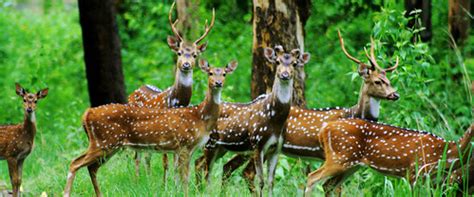 Chhattisgarh Wildlife Adventure – Dulcimer Tours