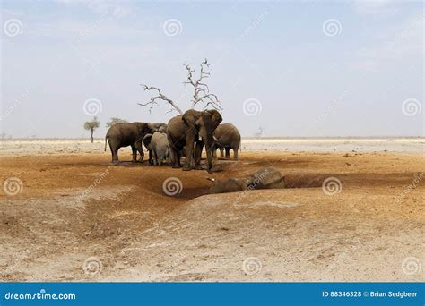 Elephants Mourning Their Dead Stock Photo - Image of animal, family ...