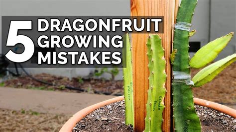 Dragon Fruit Plant Growth Stages