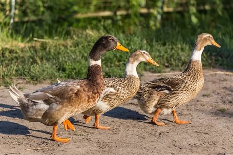 Rare Duck Breeds - 15 Ducks That'll Make You Quack In Awe