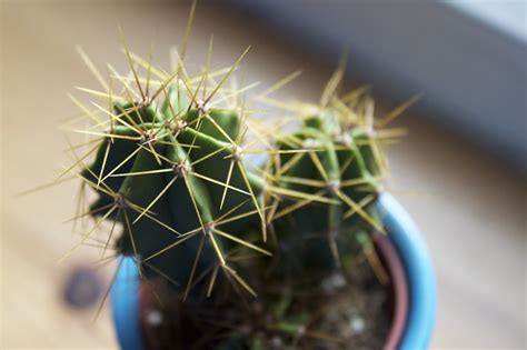 12 Best Types Of Cactus Plant Benefits And How To Care - SARPO