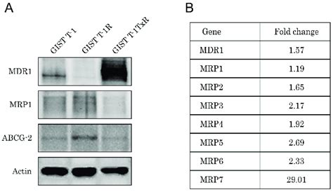 Multi Drug Resistance Mdr Profile Of Gist T R Cells A Expression