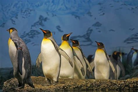 Top 20 King Penguin Facts - Habitat, Diet, Breeding & More - Facts.net