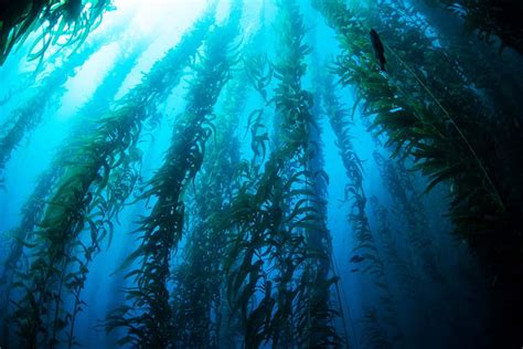 Kelp Forests Capture Nearly Million Tonnes Of Co Annually New