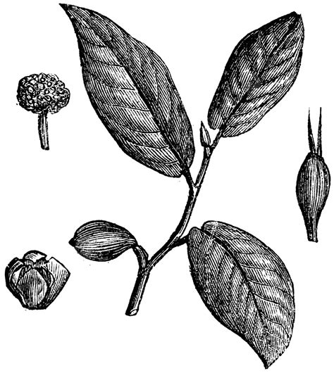 Vintage Engraving Of Antiaris Toxicaria Also Known As The Poison Arrow Tree Vector, Drawing ...