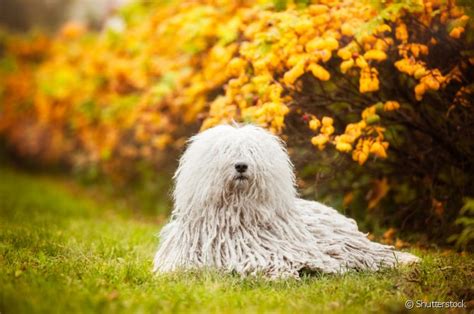 Raça Puli 10 características sobre esse cãozinho de pelagem exótica