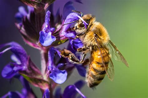 Honey Bee James Collins Photography