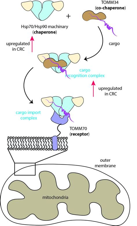 Regulation Of Protein Import Into Mitochondria In Colorectal Cancer Jomaa Lab