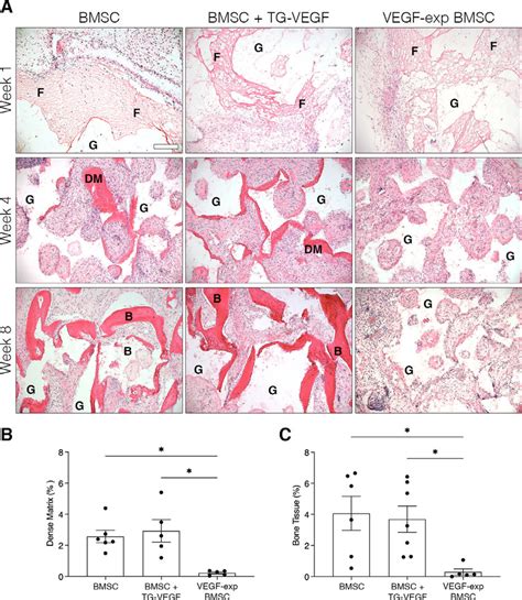 In Vivo Bone Formation A H E Staining Of Constructs Harvested